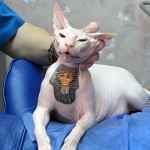 Tattoo on Cat, tattoo designs, tattooing, tattoos, designs, piercing, ink, pictures, images, Cat