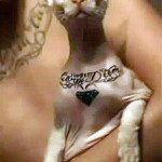 Tattoo on Cat, tattoo designs, tattooing, tattoos, designs, piercing, ink, pictures, images, Cat